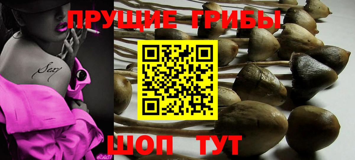 Фролово  Псилоцибиновые грибы Cubensis  Вход с VPN  Псилоцибиновые грибы прущие грибы 